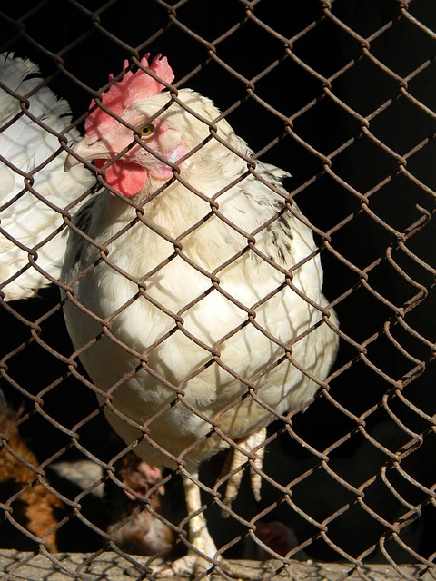 小胡伯茨 小胡伯茨